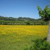 Caminho Portugues