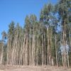 Eukaliptuswald