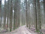 Ardennenwald vor Rocroi