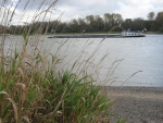 Rhein hinter Rodenkirchen