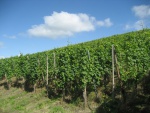 Weinberg bei Bullay