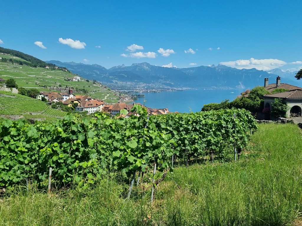 Blick nach Vevey