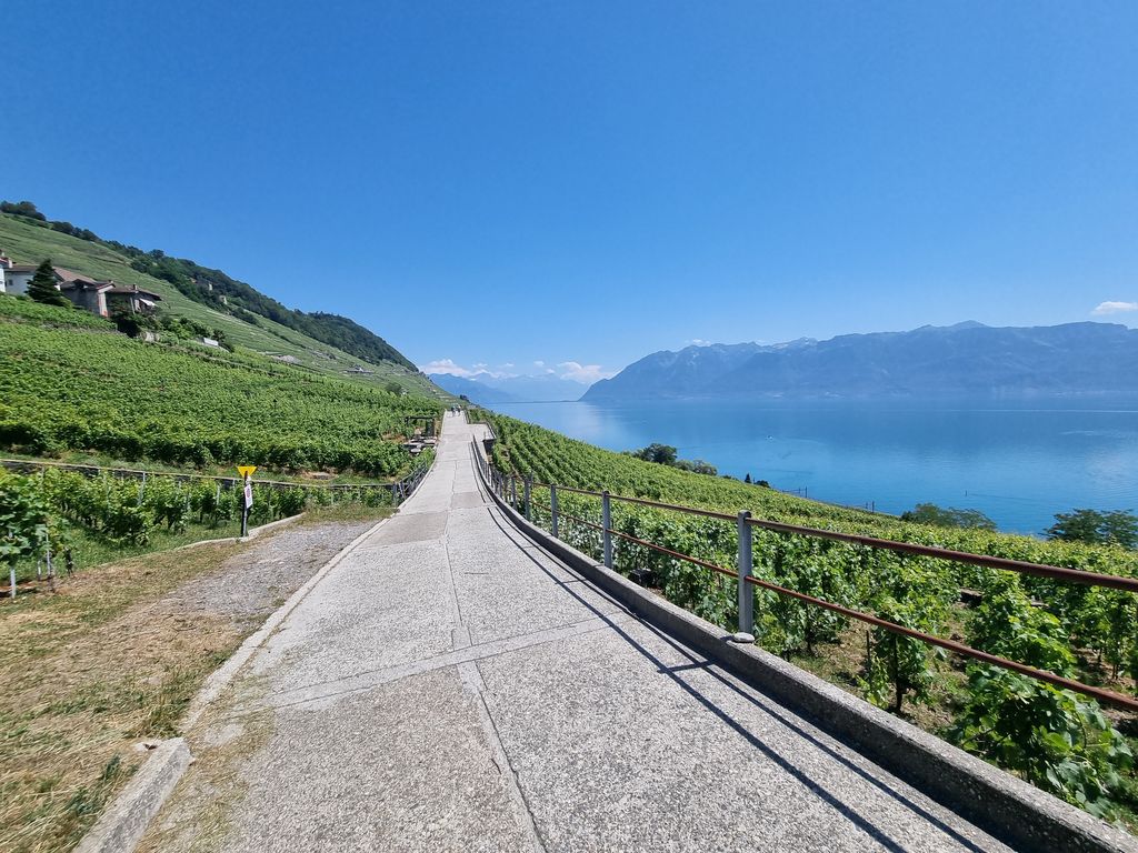 Die Weinberge des Lavaux