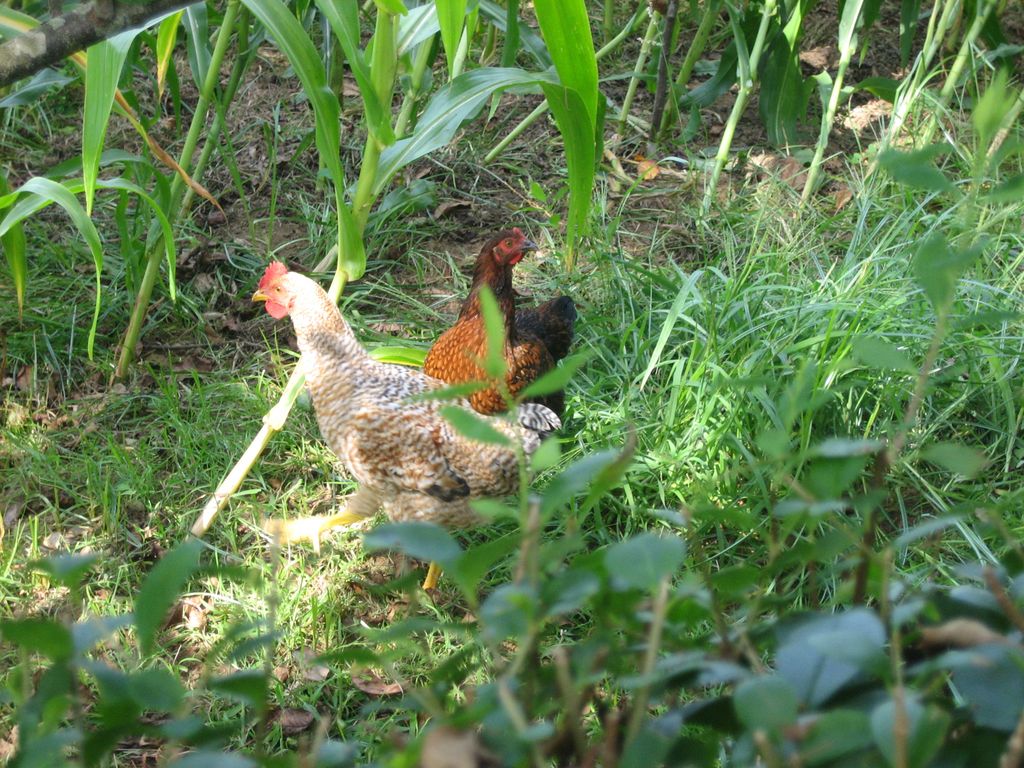 Entlang des Camino