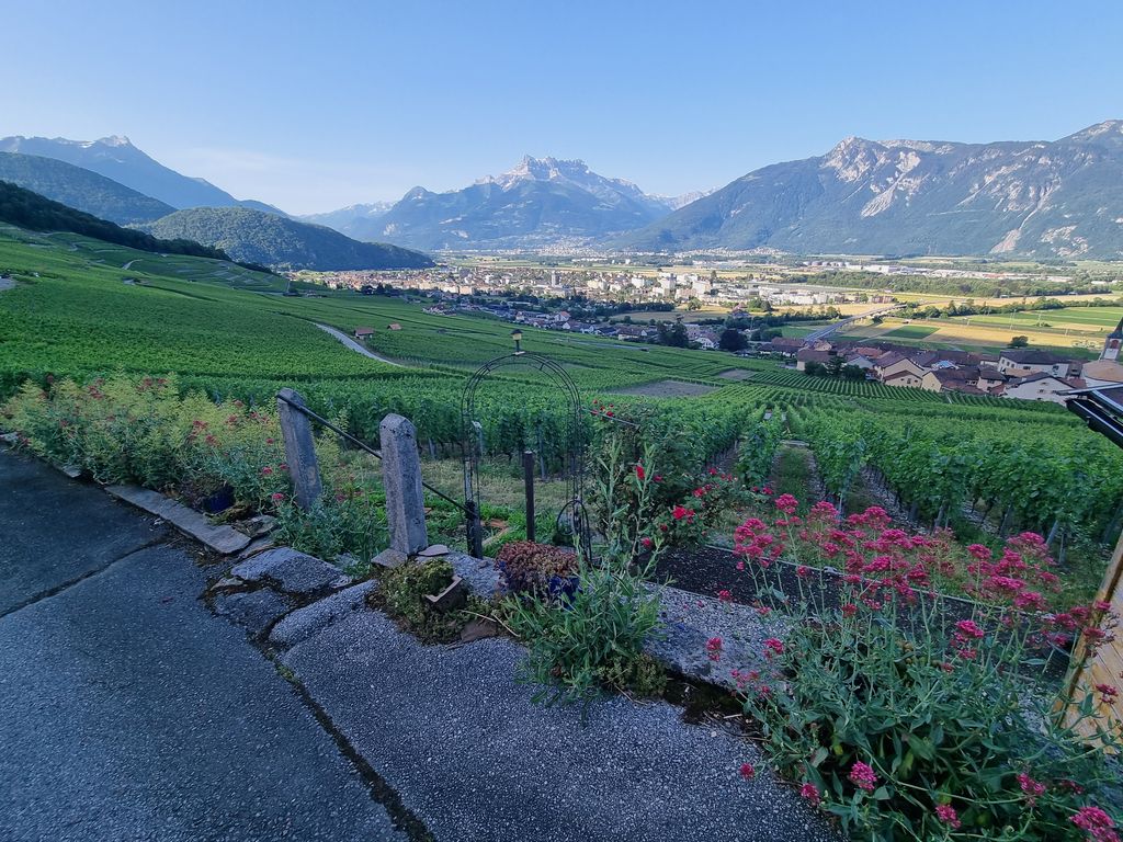 In den Weinbergen von Yvorne