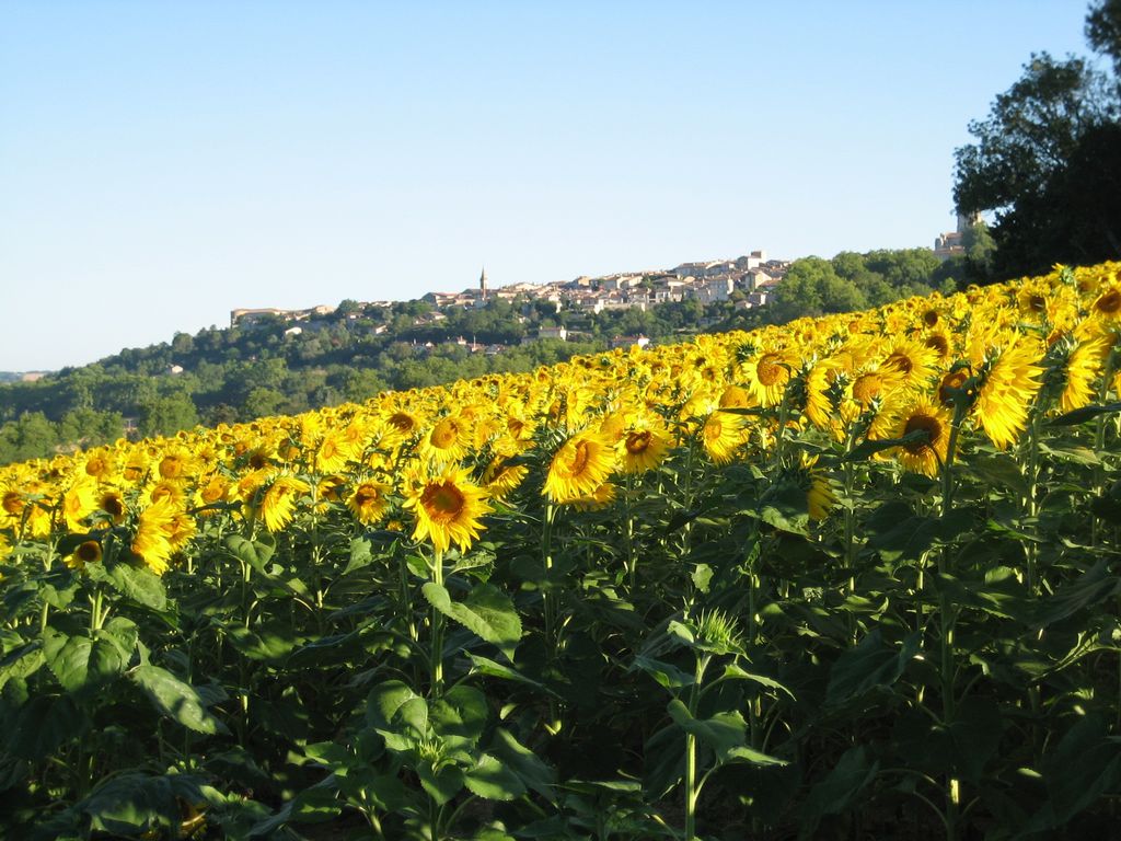 Sonnenblumen vor Lectoure