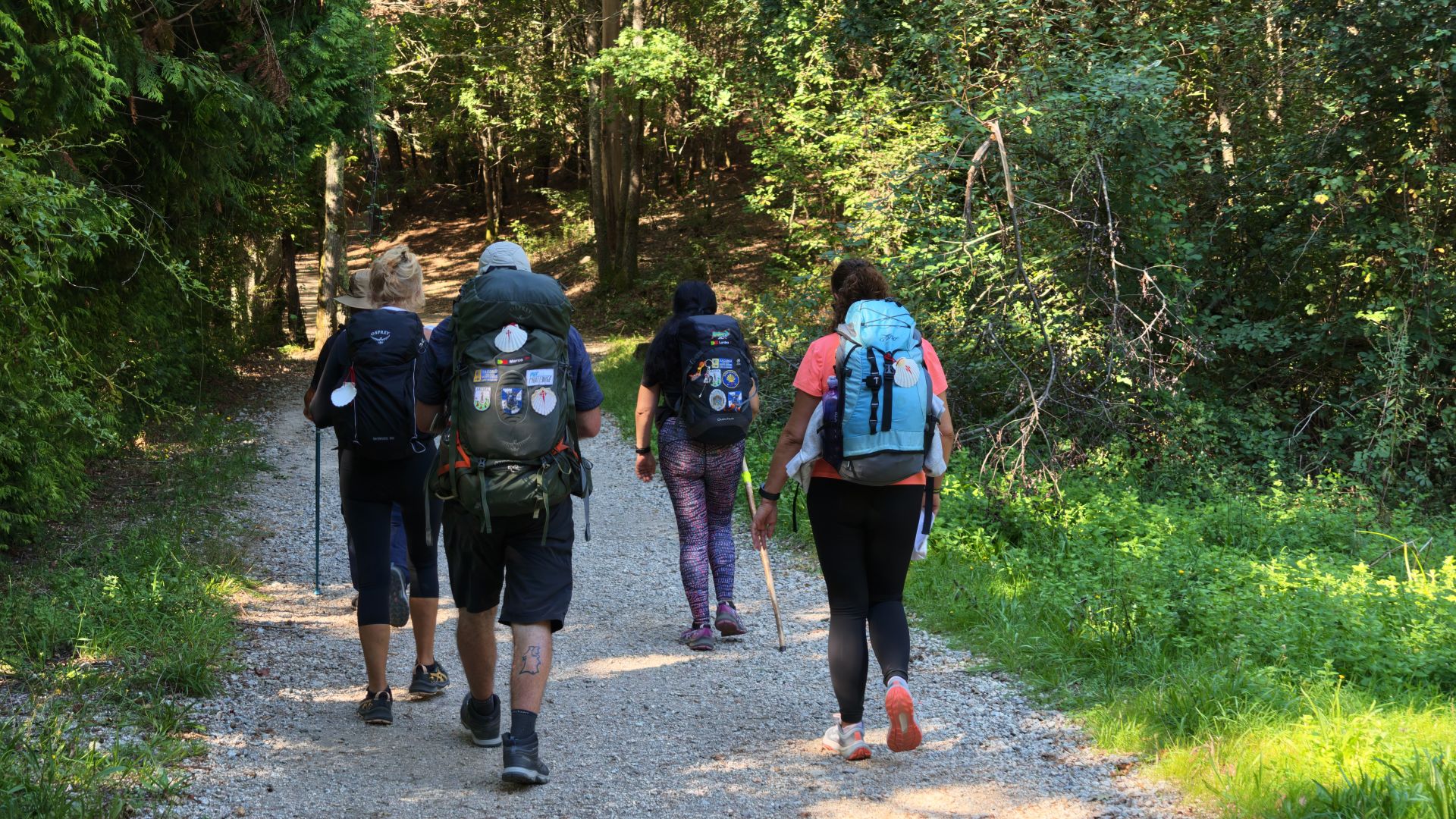 Vier Pilger mit Rucksäcken und Wanderstöcken von hinten auf einem Waldweg