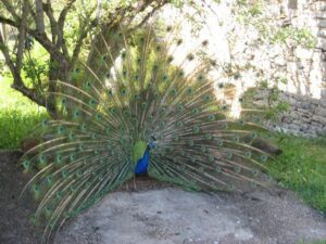 Pfau an der Gîte in Ussac
